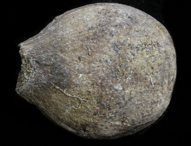 Cretaceous Palm Fruit Fossil - Hell Creek Formation #34522